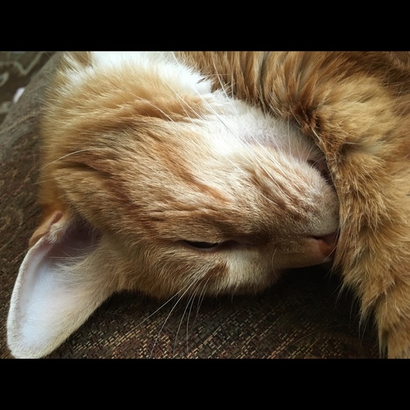 Meet your Posher, Jennifer - Picture 1 of 1